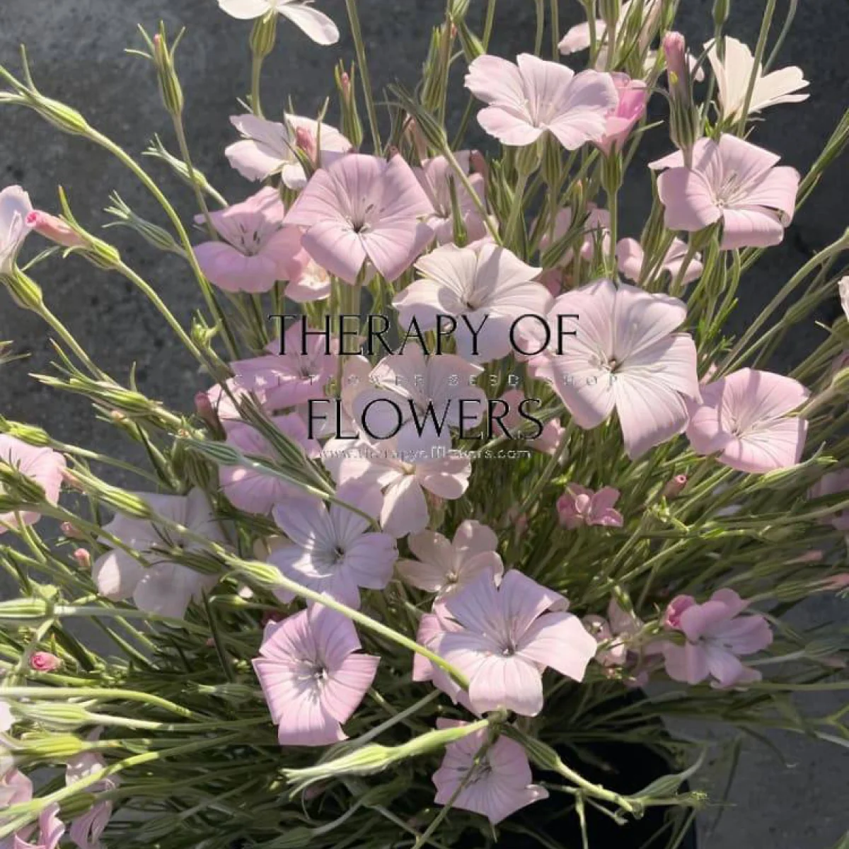 Кукіль ‘Light Rose’ (Agrostemma githago)