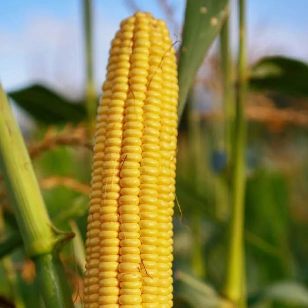 Кукурудза цукрова ‘Ayova F1’