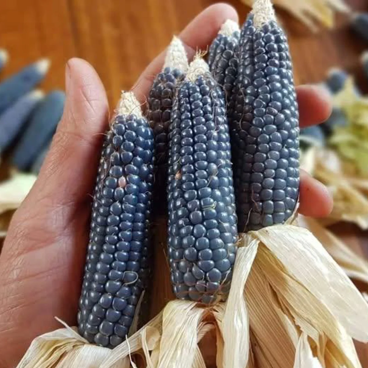 Кукурудза для попкорну ‘Baby Blue Popcorn’