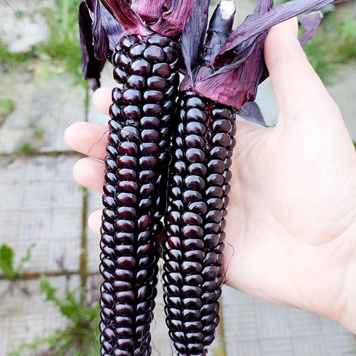 Кукурудза фіолетова ‘Morado’