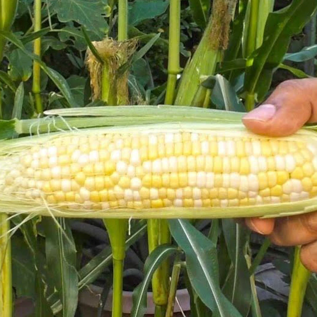 Кукурудза солодка біколор ‘Silver ’n Gold’