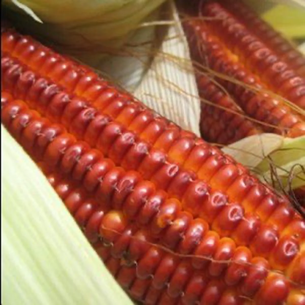 Кукурудза солодка ‘Atomic Orange’