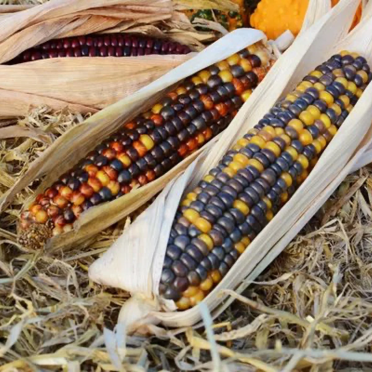 Кукурудза солодка ‘Calico’