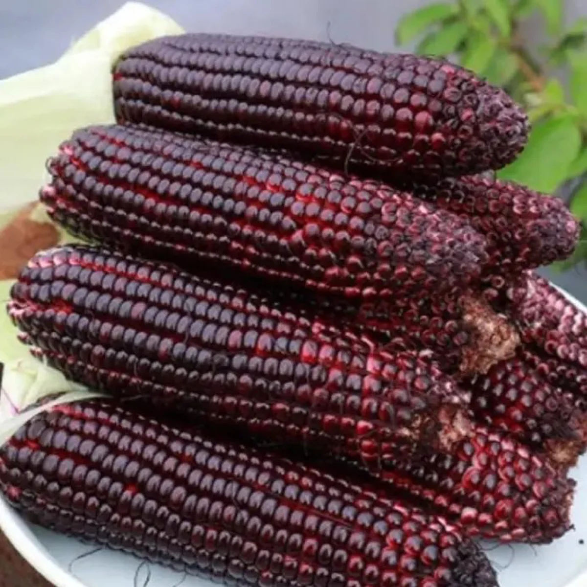 Кукурудза солодка ‘Dable Red’