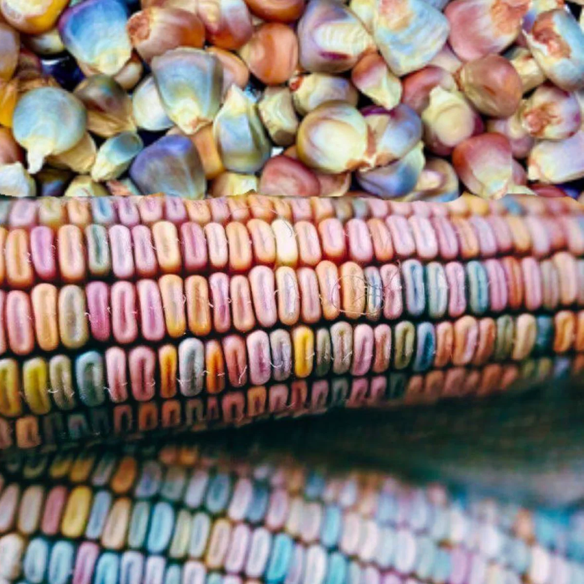 Кукурудза солодка ‘Ice Lady’