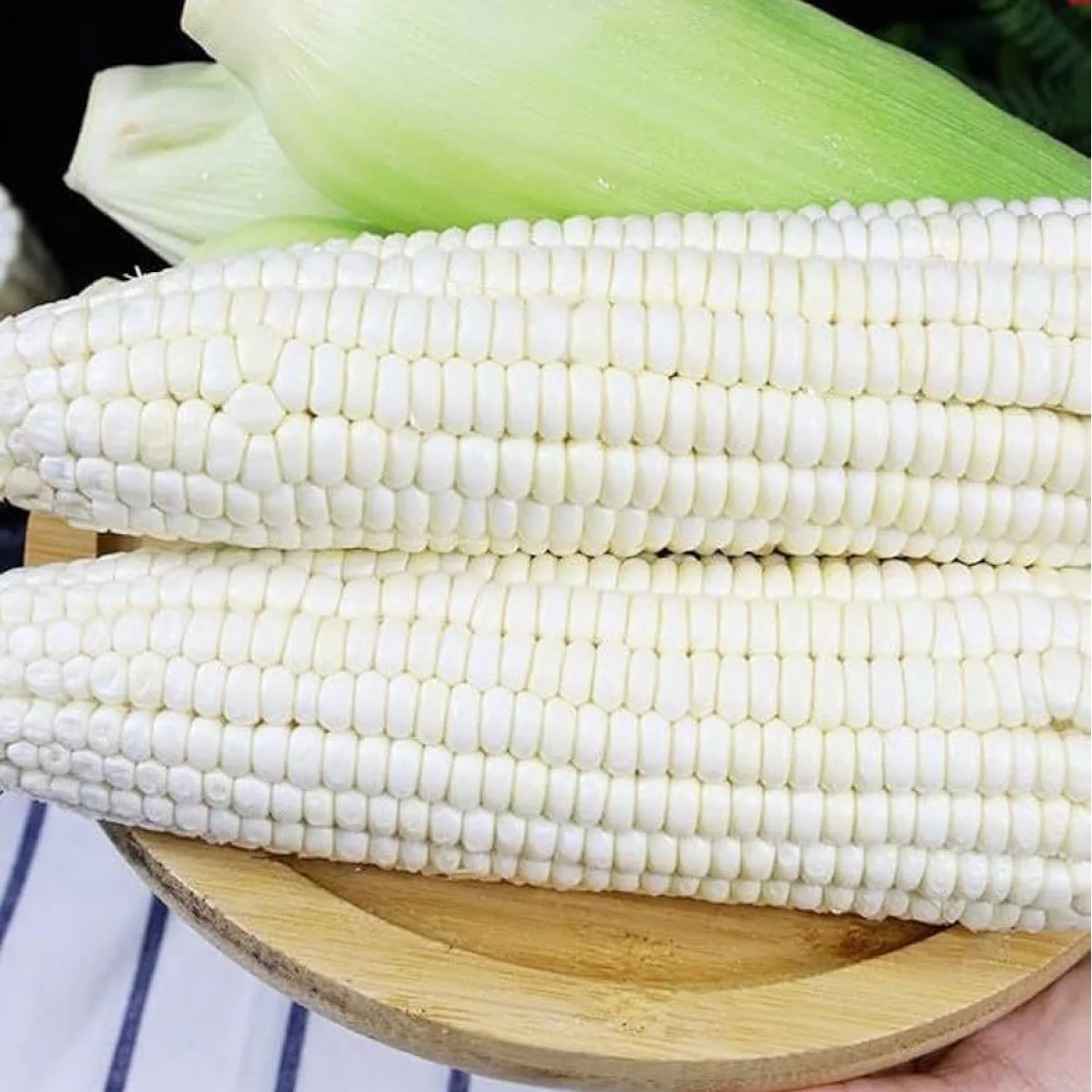 Кукурудза солодка ‘Stowell’s Evergreen White’