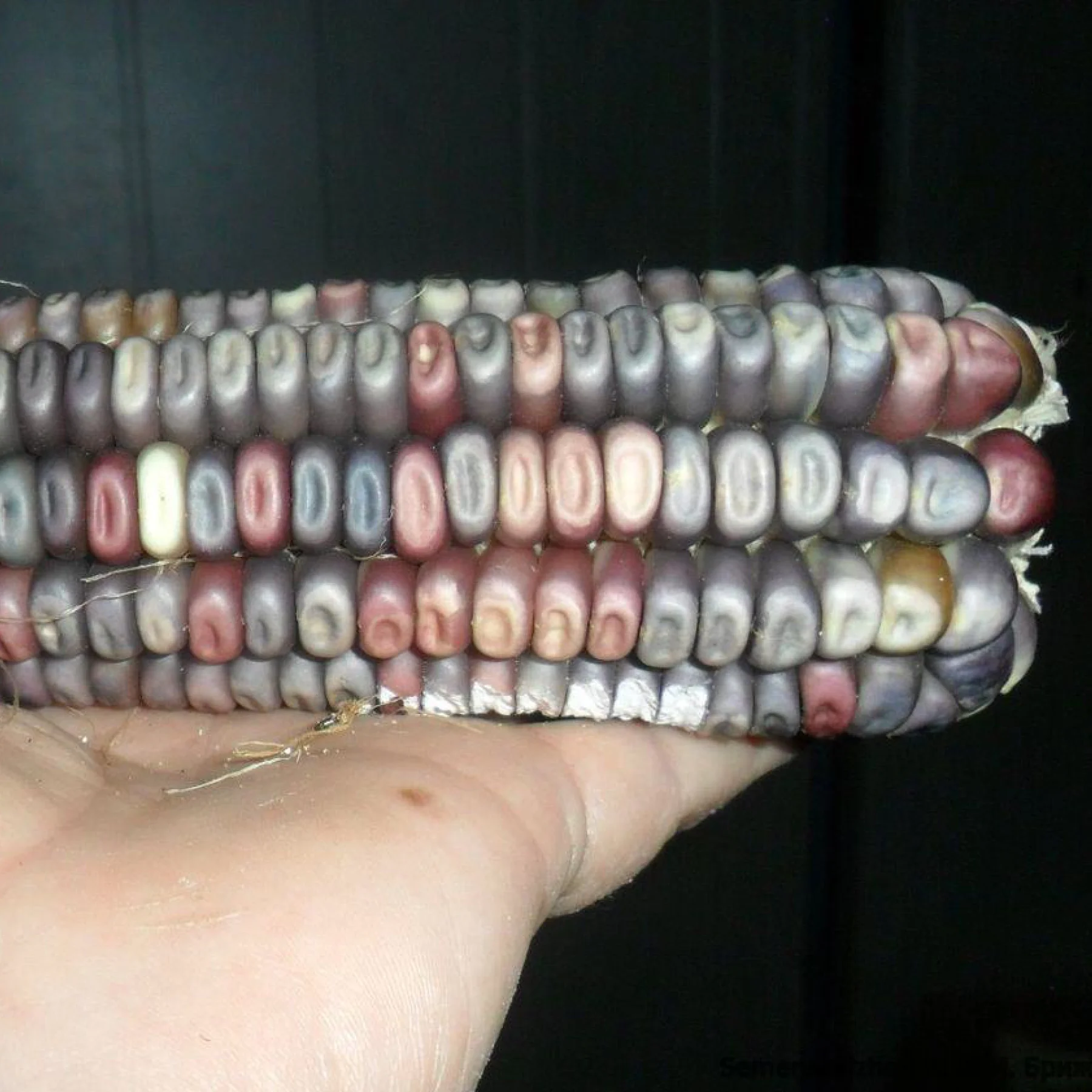 Кукурудза солодка ‘Wampum’