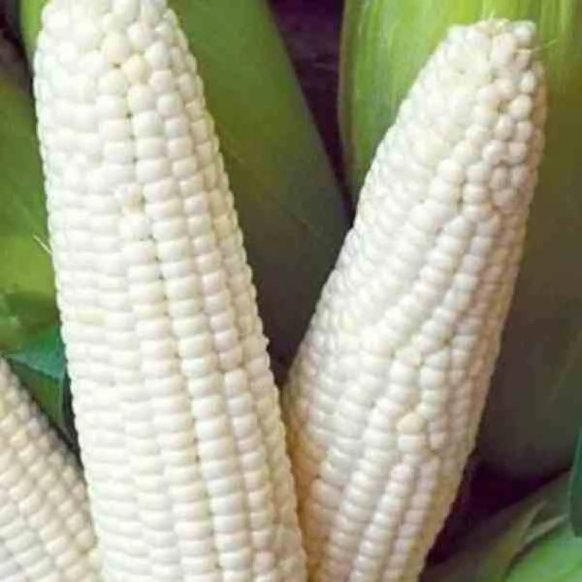 Кукурудза суперсолодка біла ‘Iron F1’