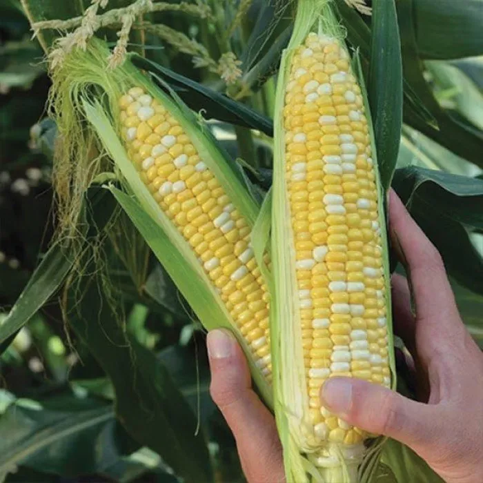 Кукурудза суперсолодка ‘Cumberland F1’