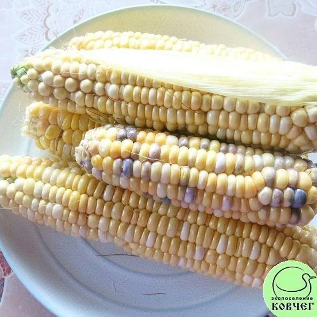Кукурудза суперсолодка ‘Pink Pearl’