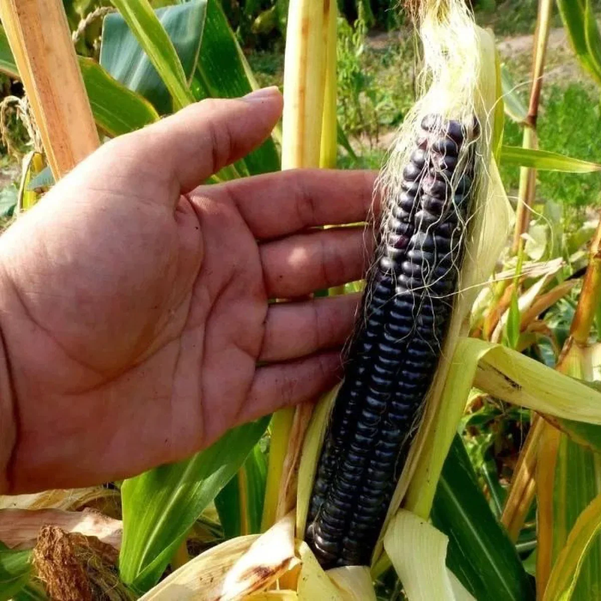 Кукурудза ‘Black Aztec’ (Zea mays)