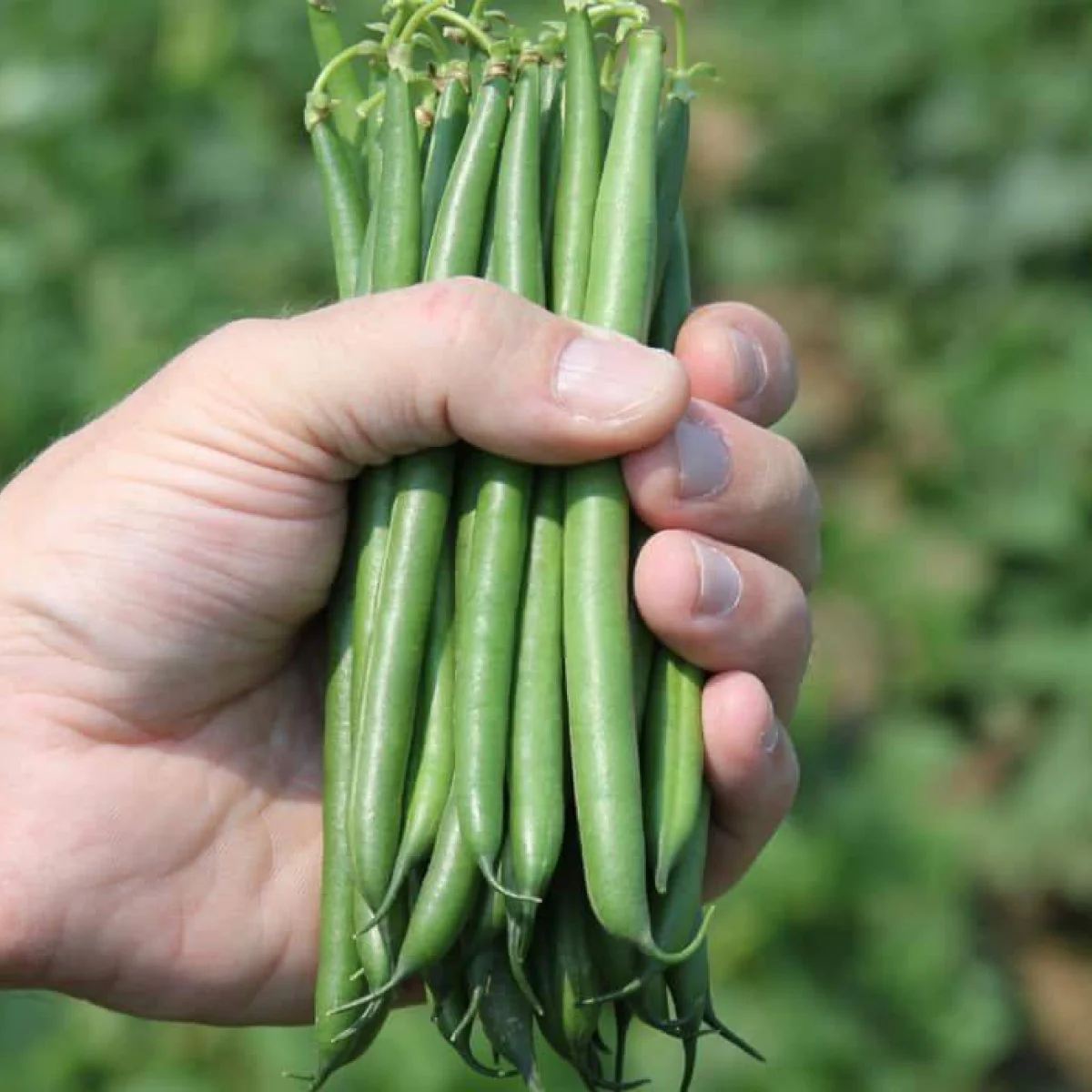 Квасоля спаржева ‘PL 117’ (Phaseolus vulgaris)