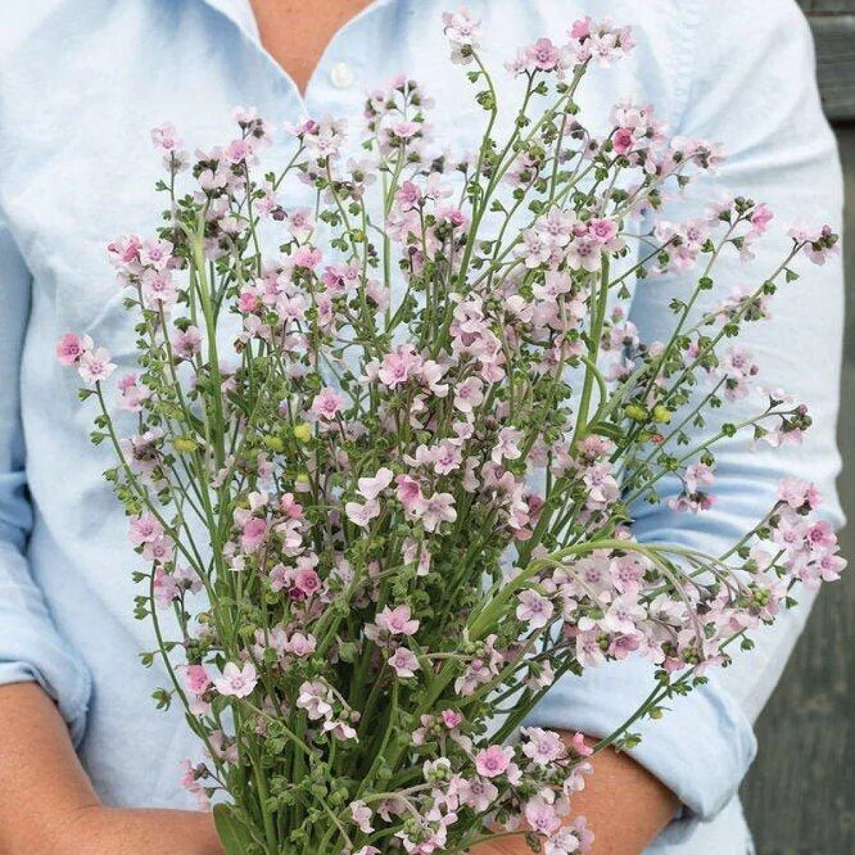 Китайська незабудка ‘Mystery Rose’ (Cynoglossum amabile)