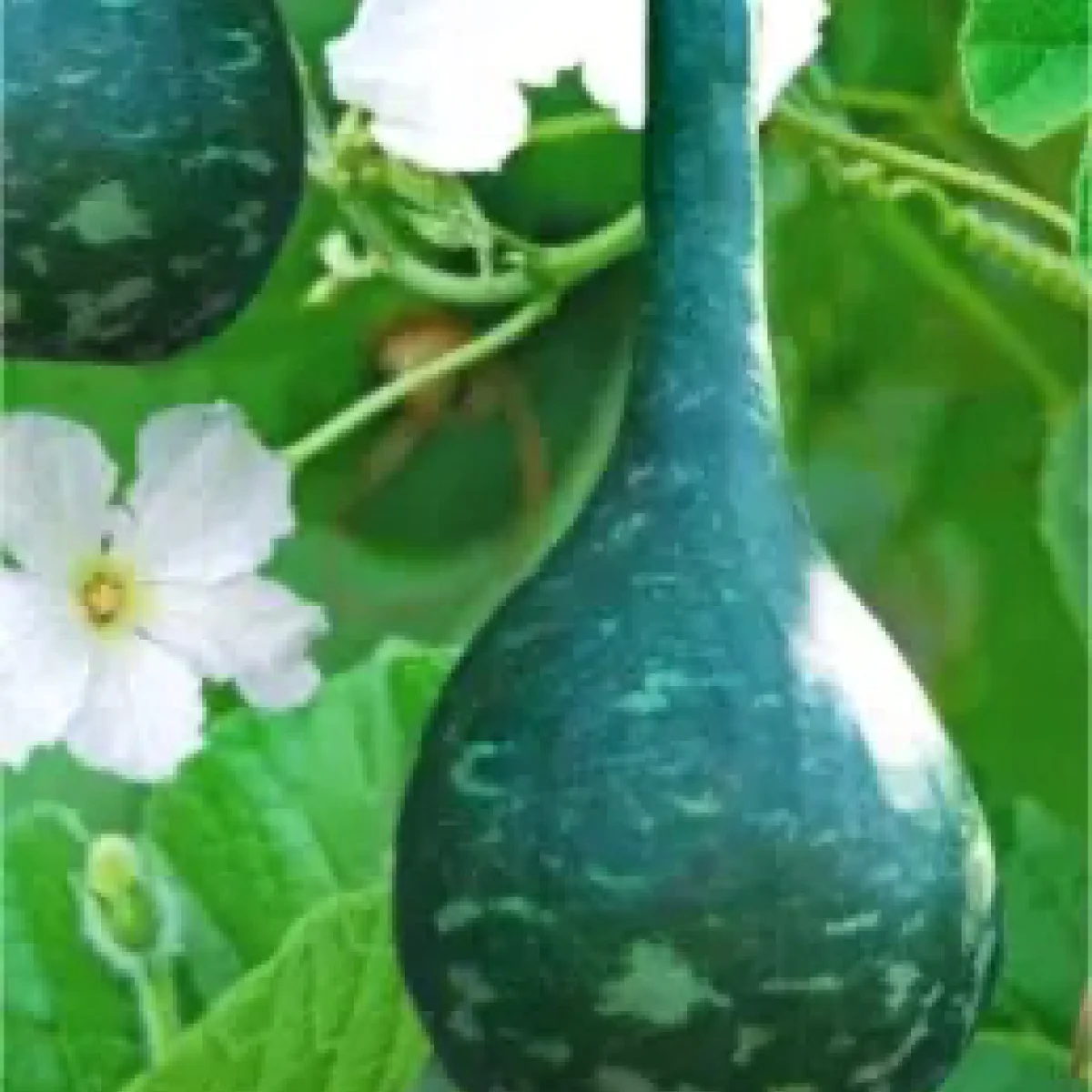 Лагенарія ‘Булава’ (Lagenaria siceraria)