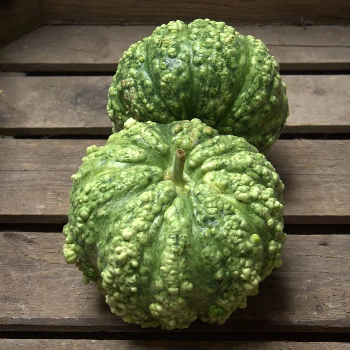 Лагенарія ‘Cheese’ (Lagenaria siceraria)