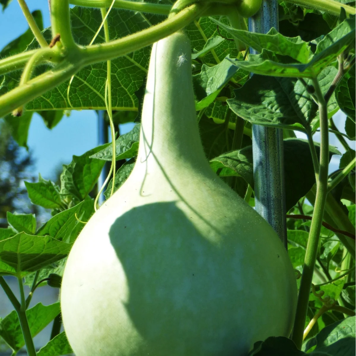 Лагенарія ‘Pelerine Birdhouse’ (Lagenaria siceraria)