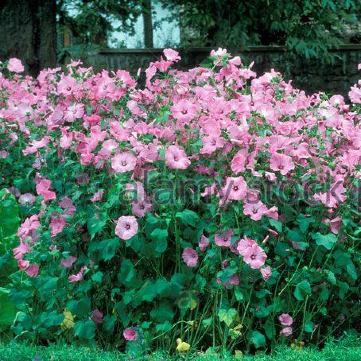 Лаватера Lavatera trimestris ‘Silver Cup’