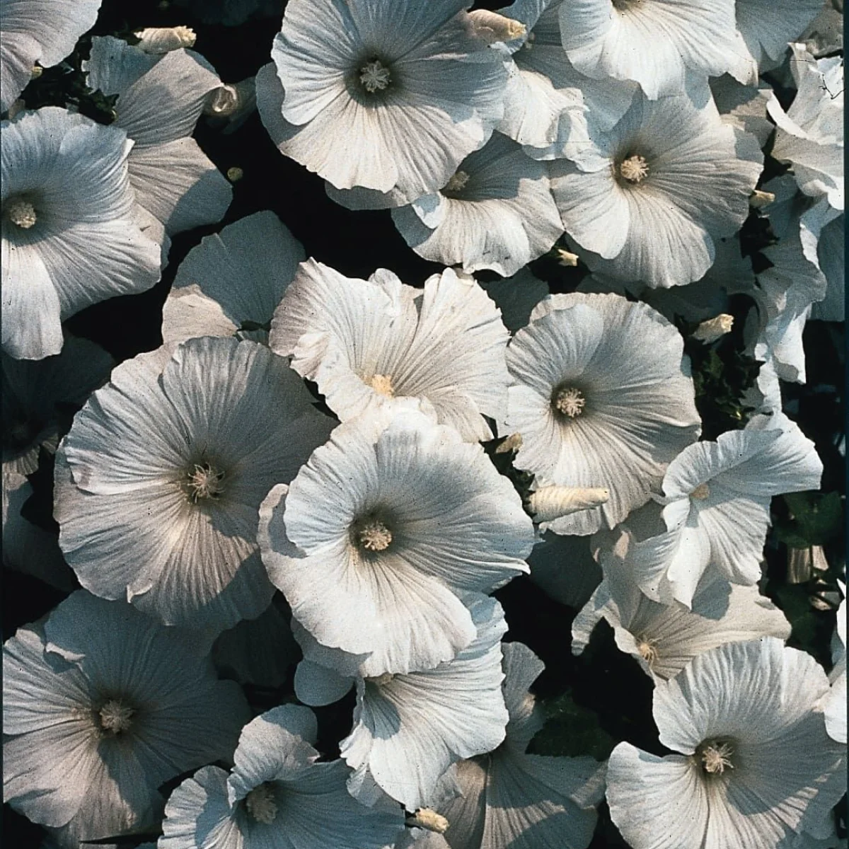 Лаватера тримісячна ‘Mont Blanc’