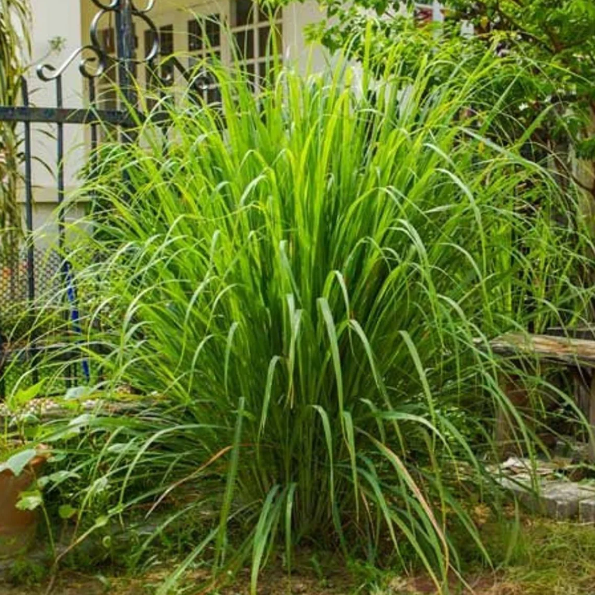 Лемонграс (Cymbopogon flexuosus)