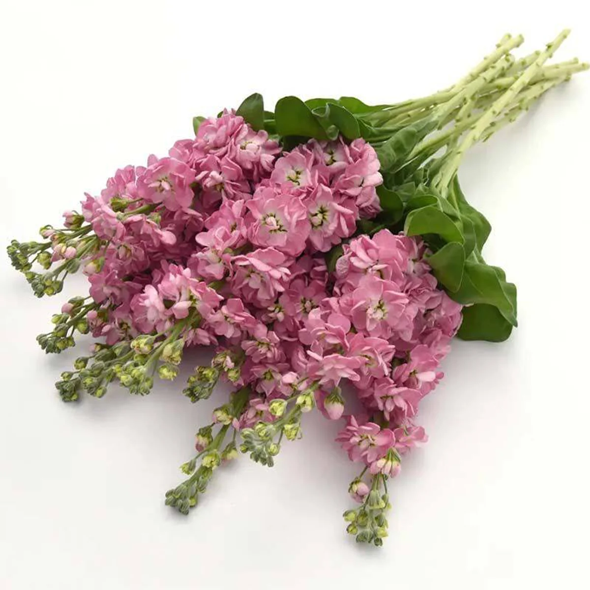 Левкой ‘Mathilda Antique Rose’ (Matthiola incana)