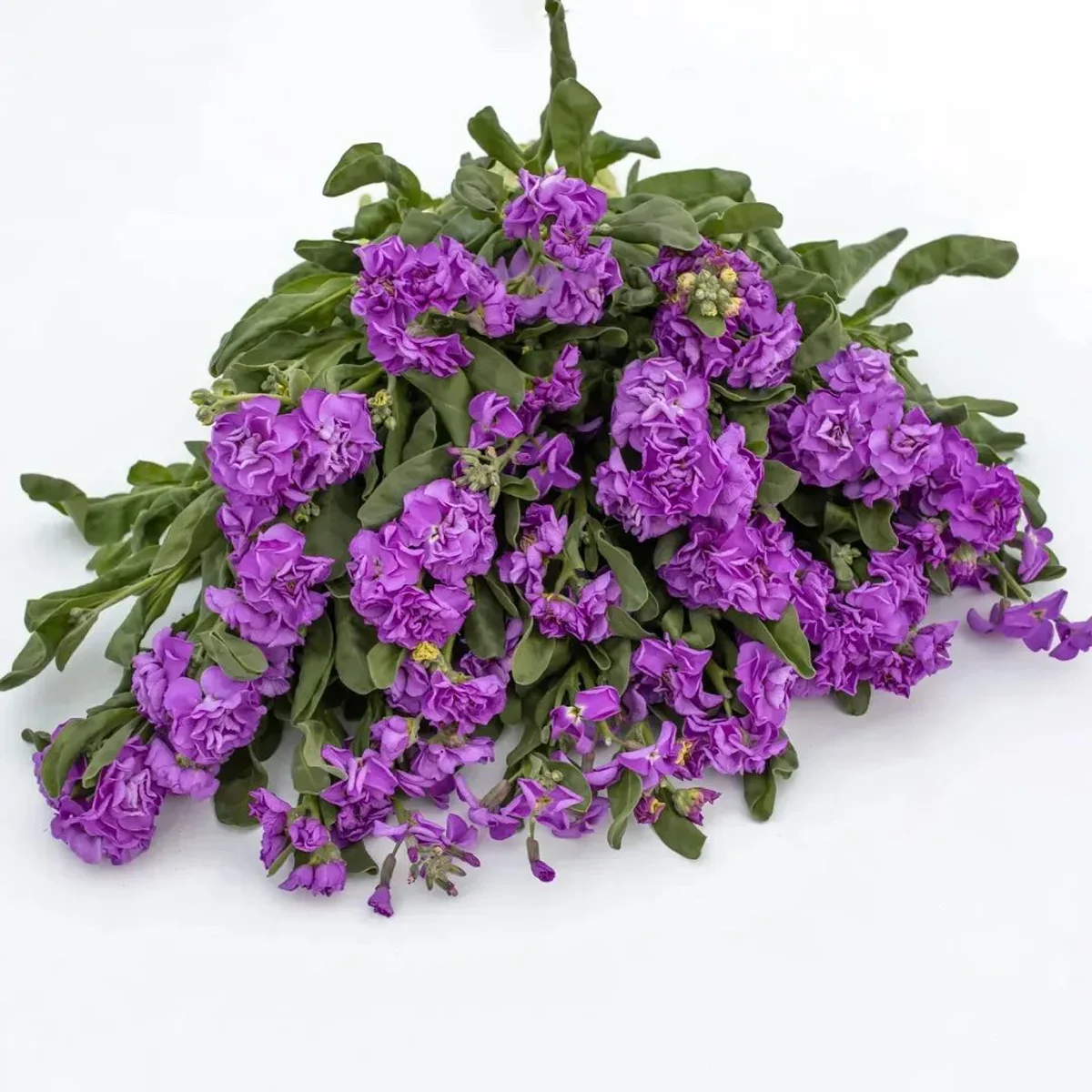 Левкой ‘Mathilda BLUE’ (Matthiola incana)