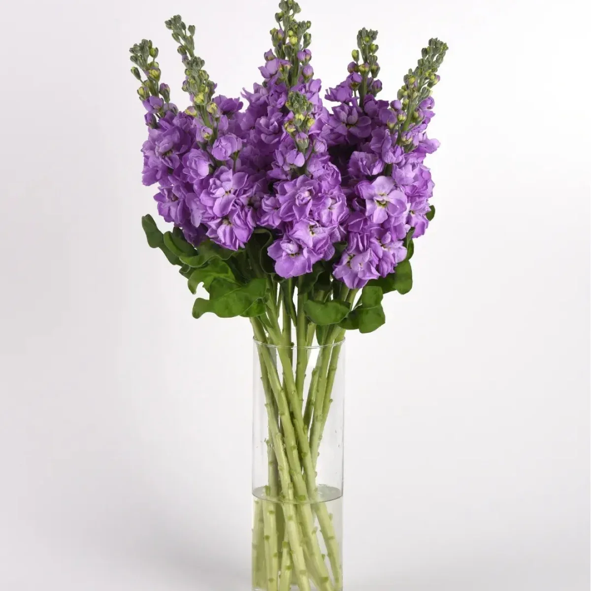 Левкой ‘Mathilda Lavender’ (Matthiola incana)