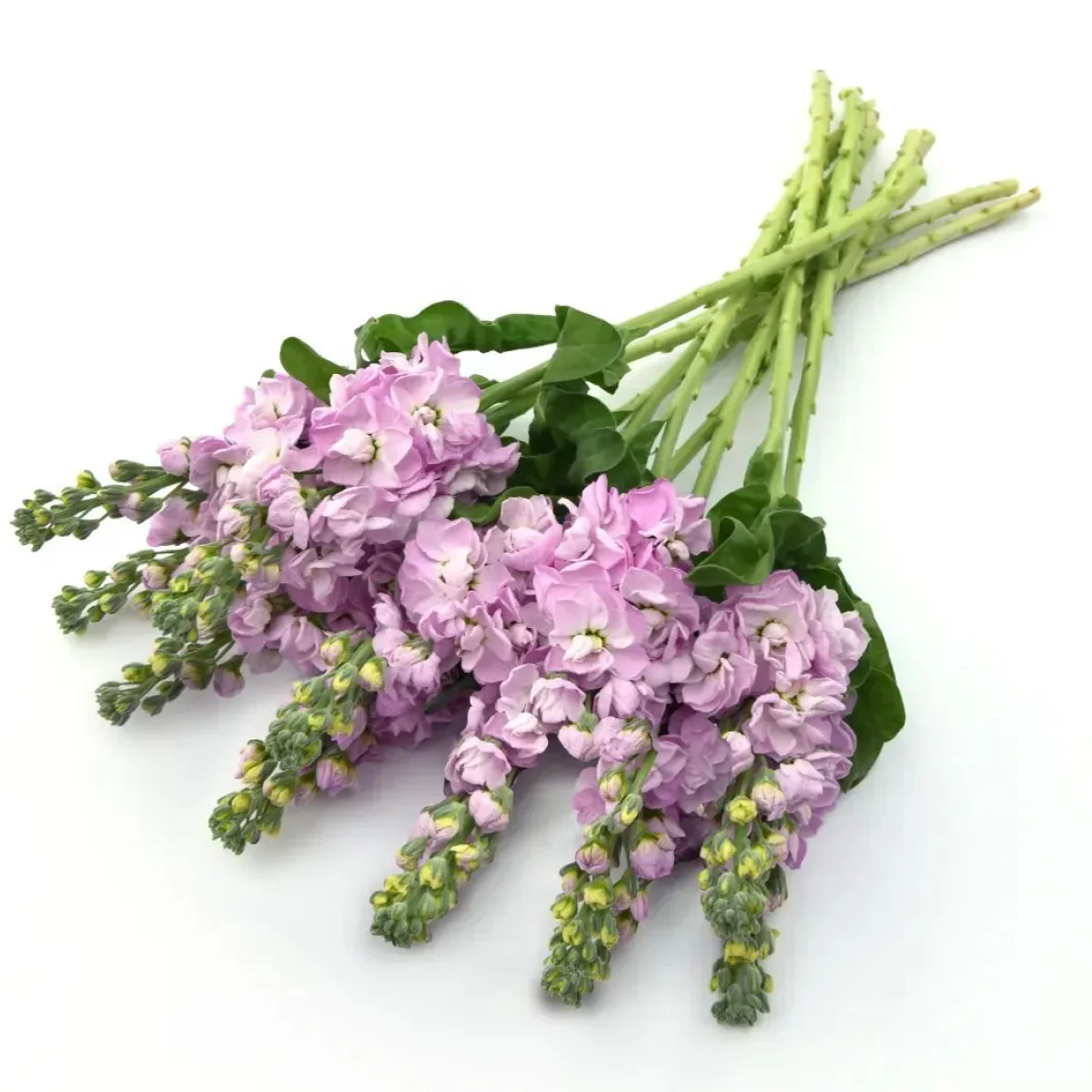 Левкой ‘Mathilda Pink’ (Matthiola incana)