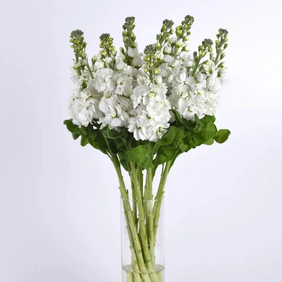 Левкой ‘Mathilda White’ (Matthiola incana)