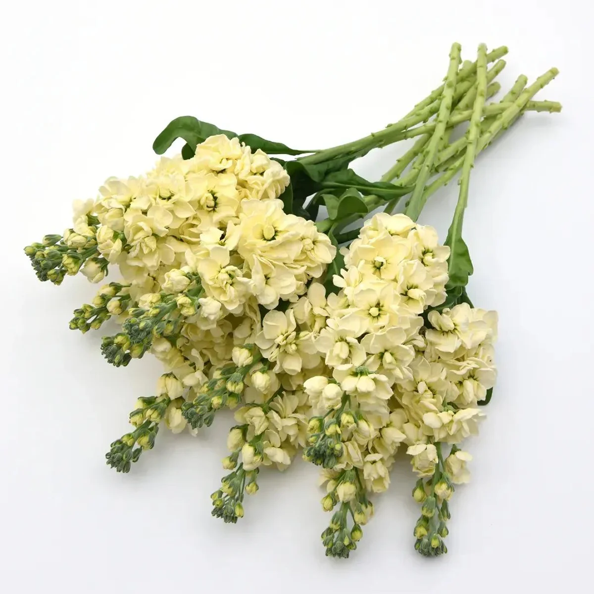 Левкой ‘Mathilda Yellow’ (Matthiola incana)