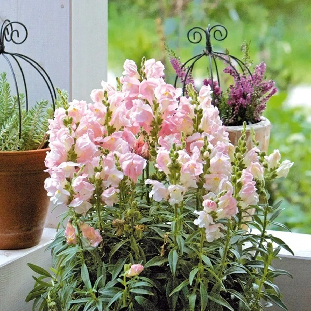 Левові ротики ‘Kimosy Appleblossom’ (Antirrhinum majus)