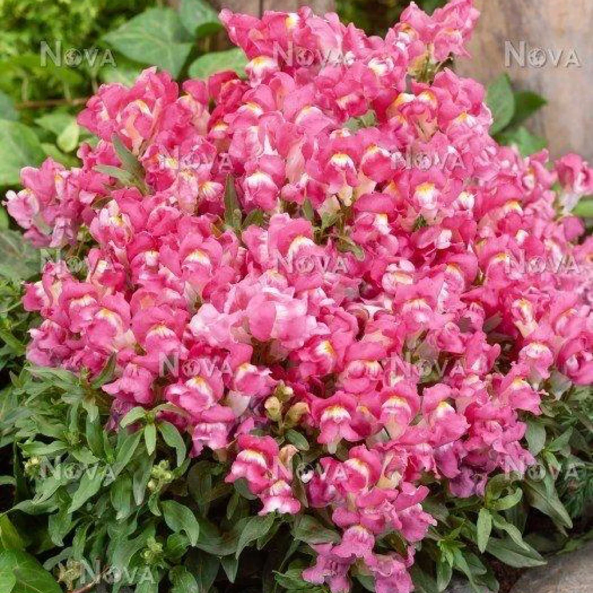 Левові ротики ‘Kimosy Rose’ (Antirrhinum majus)
