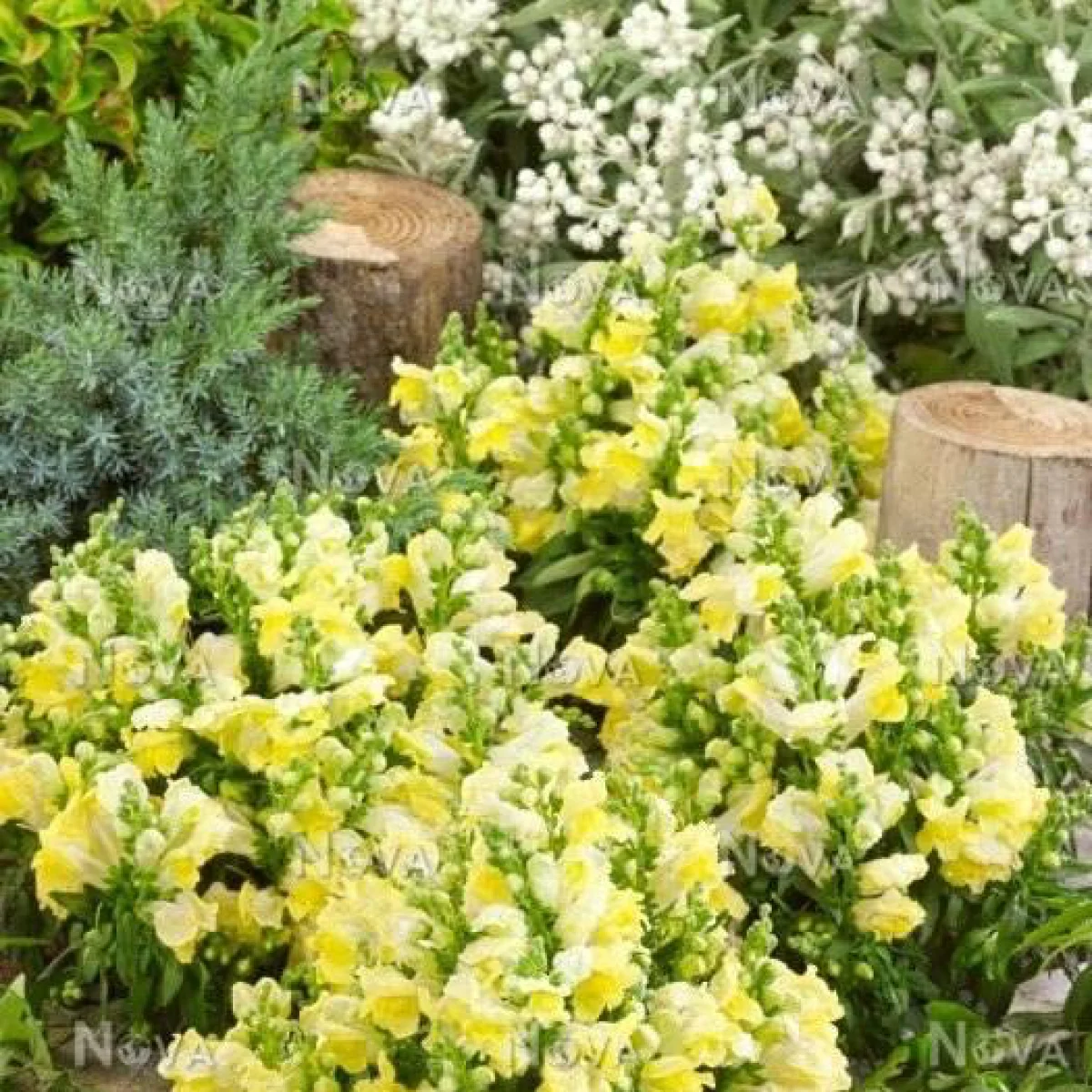 Левові ротики ‘Kimosy Yellow’ (Antirrhinum majus)