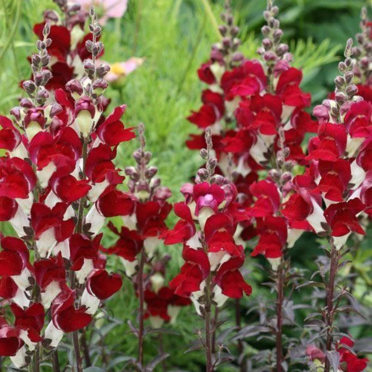 Левові ротики ‘Night & Day’ (Antirrhinum majus)