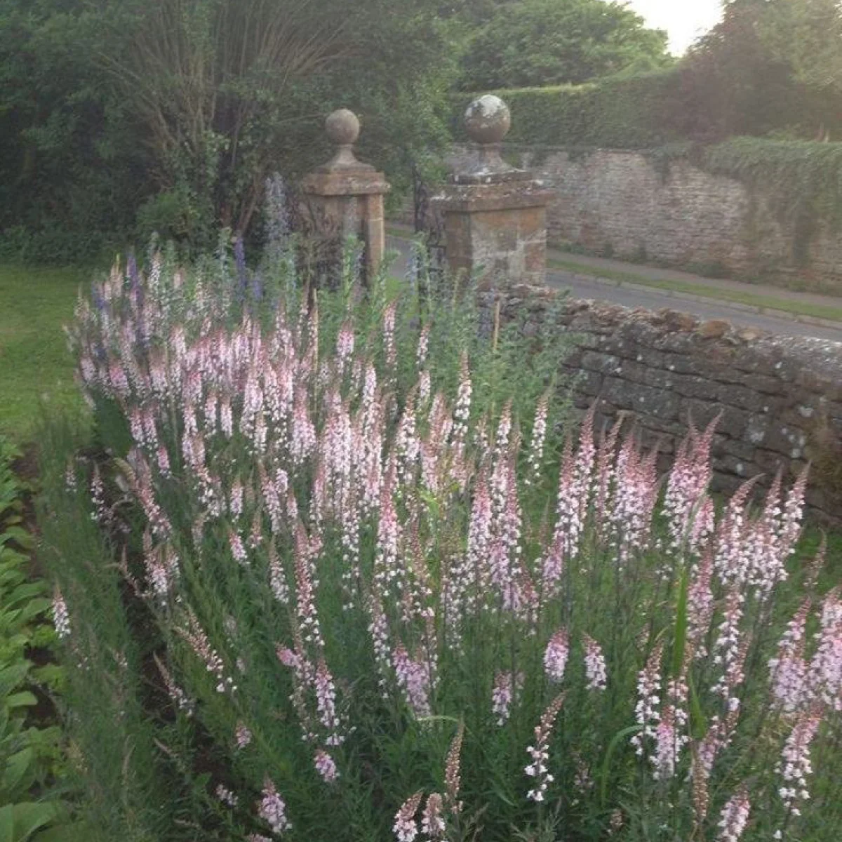 Льнянка ‘Canon Went’ (Linaria purpurea)