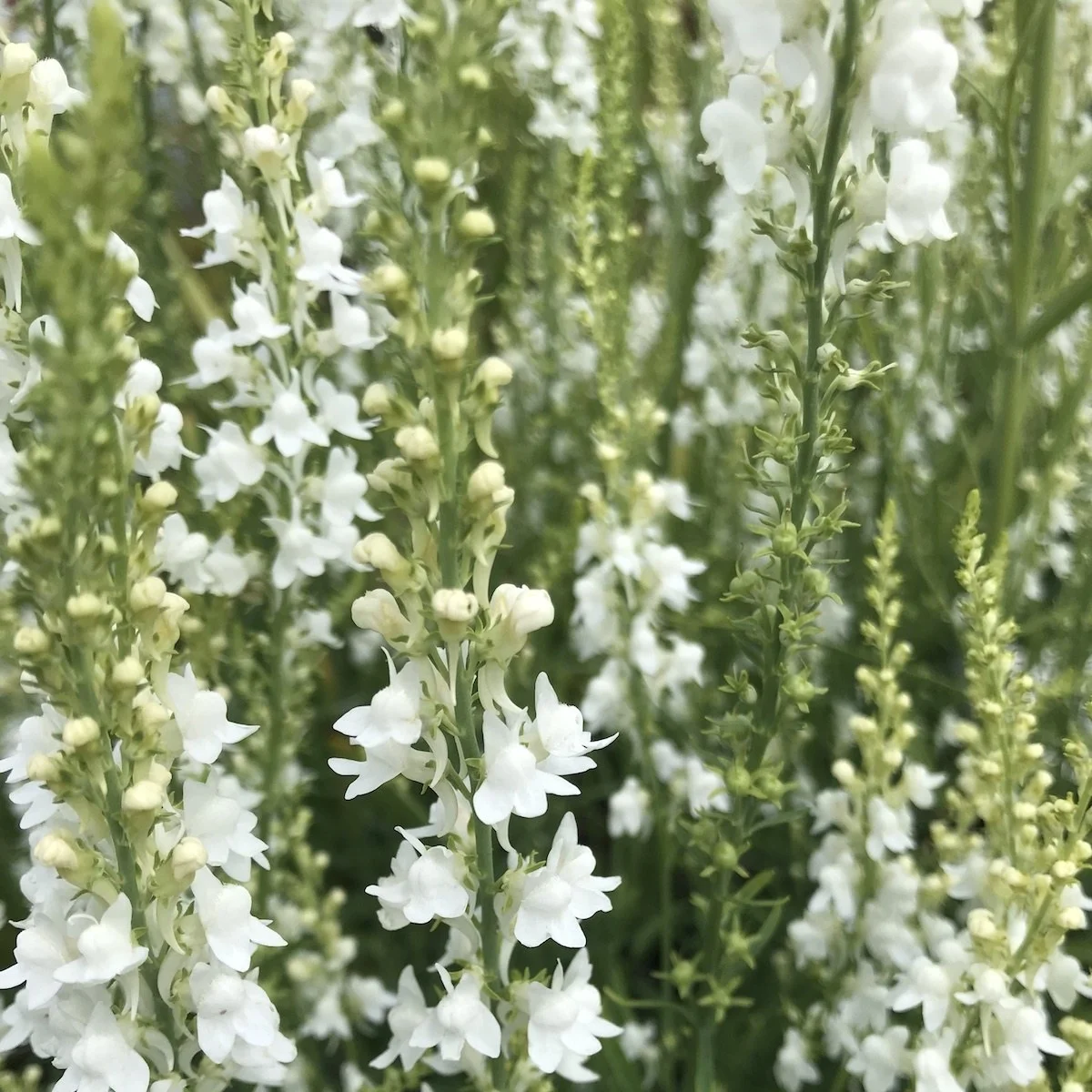 Льнянка ‘Springside White’ (Linaria purpurea)