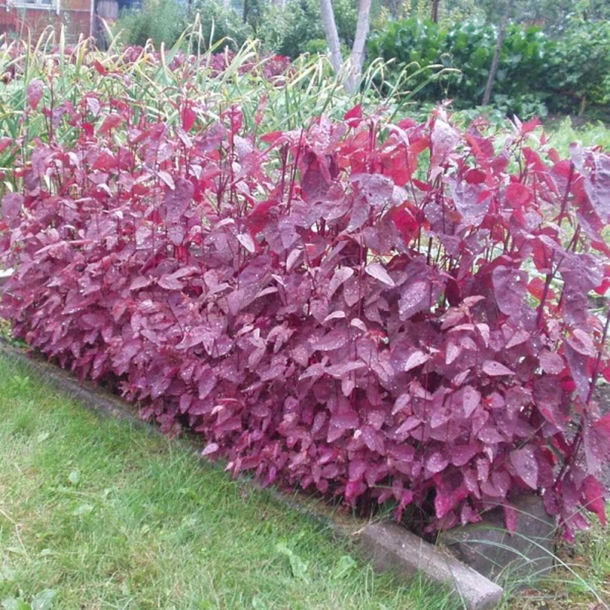 Лобода червона їстівна (Chenopodium rubrum)