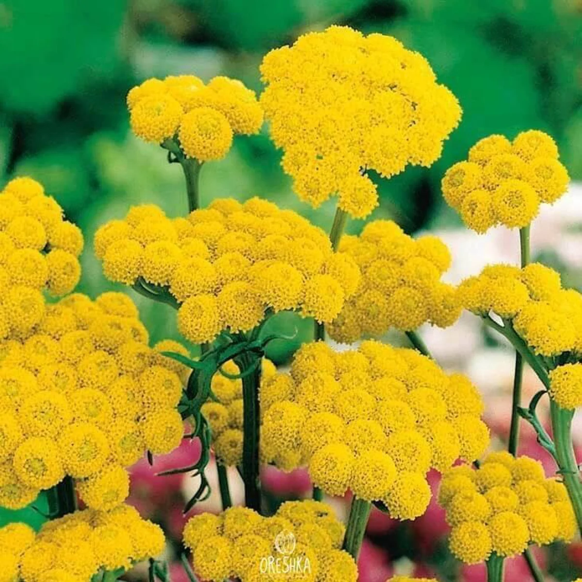 Лонас однорічний (Lonas annua)