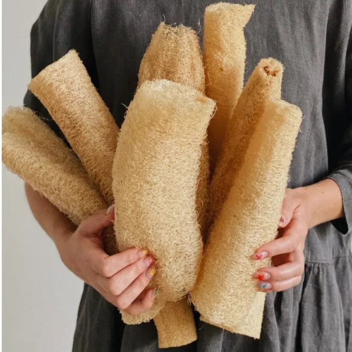 Люффа звичайна (Luffa aegyptiaca)