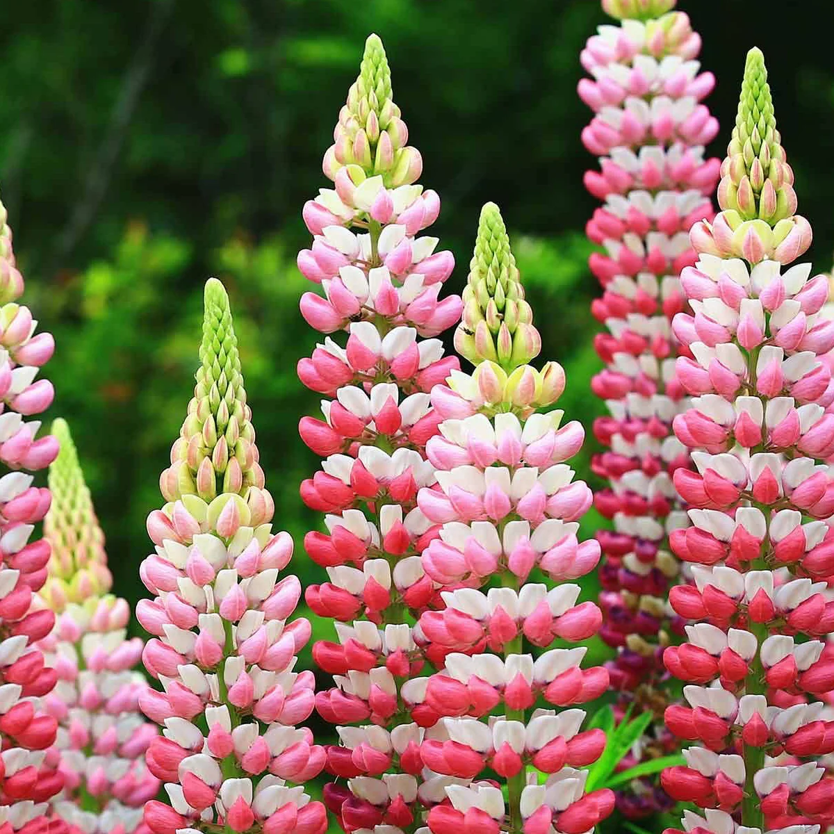 Люпин багатолистий ‘The Chatelaine’ (Lupinus polyphyllus, Russell Series)