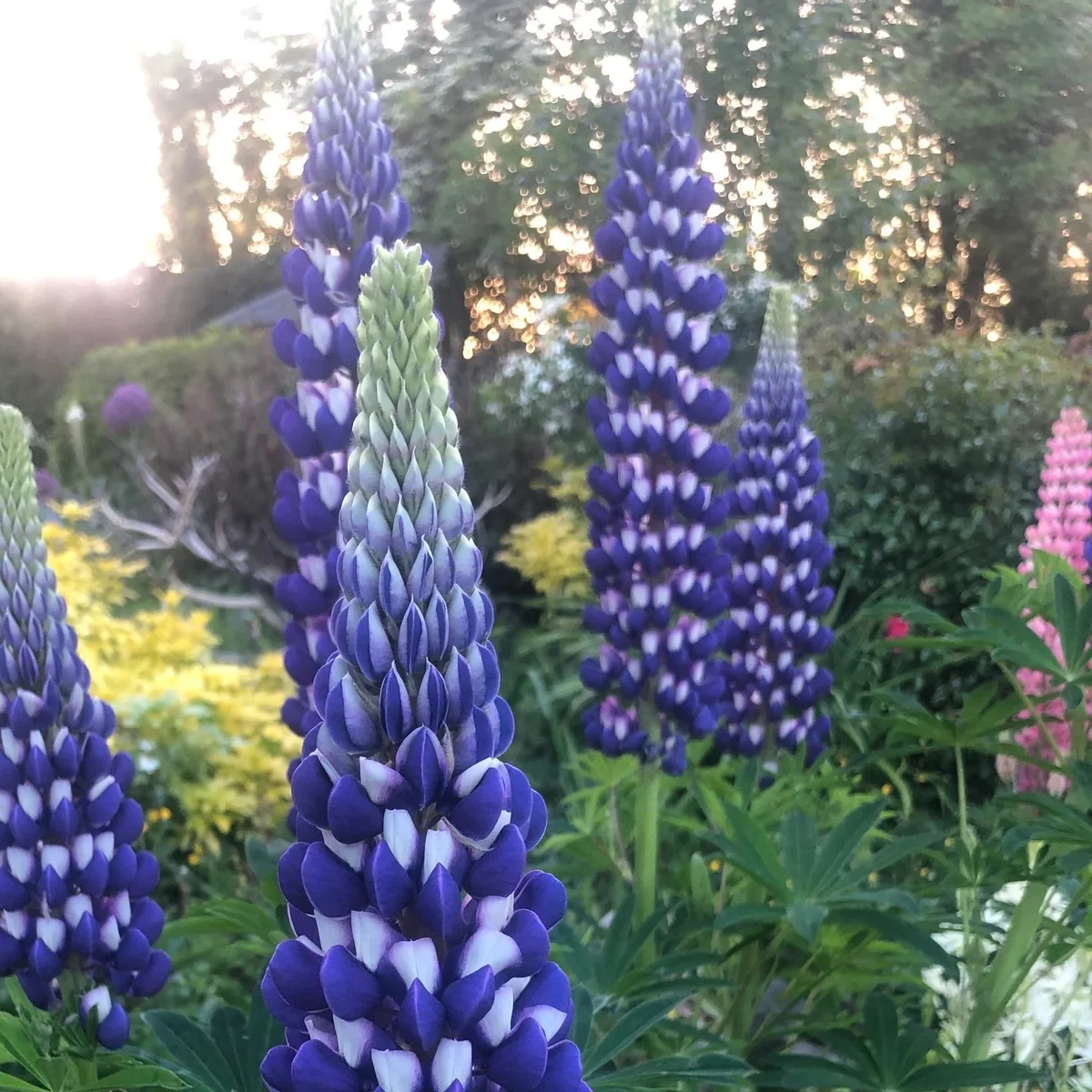 Люпин багатолистий ‘The Governor’ (Lupinus polyphyllus, Russell Series)