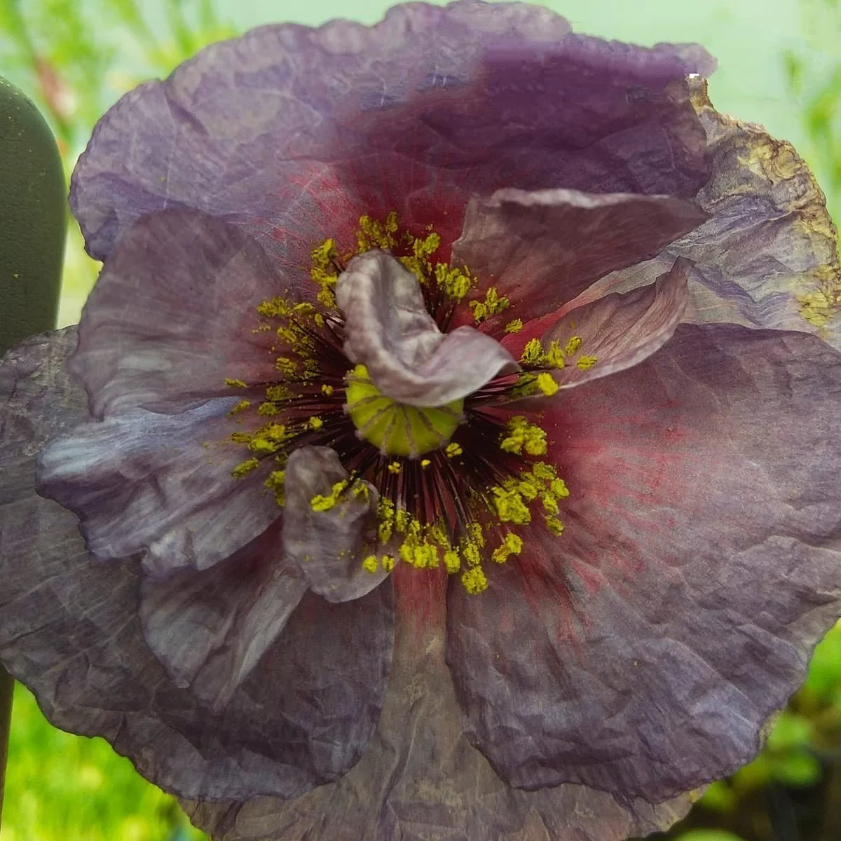 Мак ‘Amazing Grey’ (Papaver somniferum)