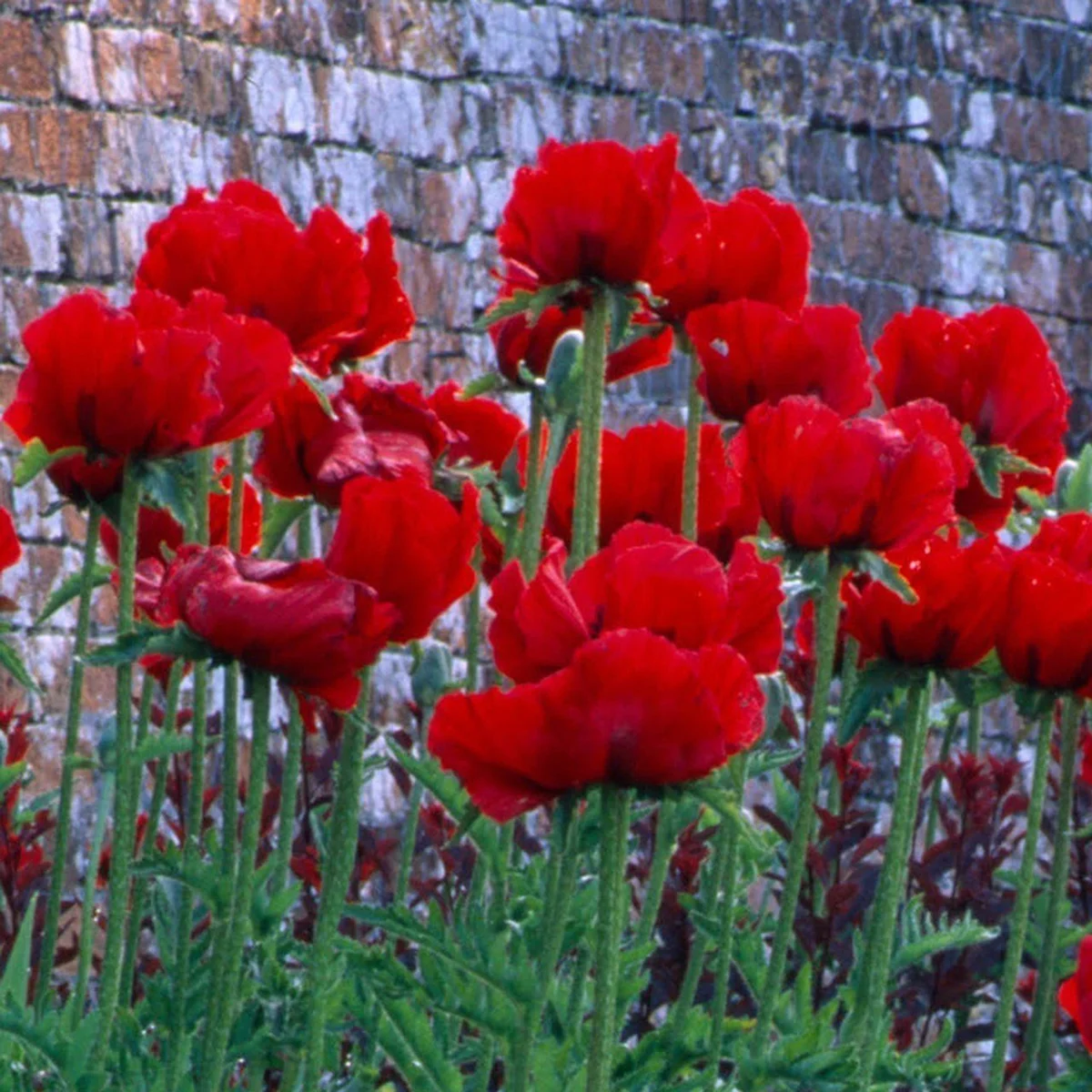 Мак ‘Beauty of Livermere’ (Papaver orientale-hybr.)
