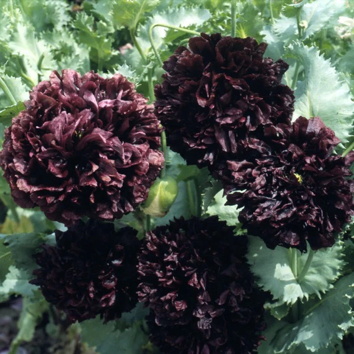 Мак ‘Black Peony’ (Papaver somniferum)