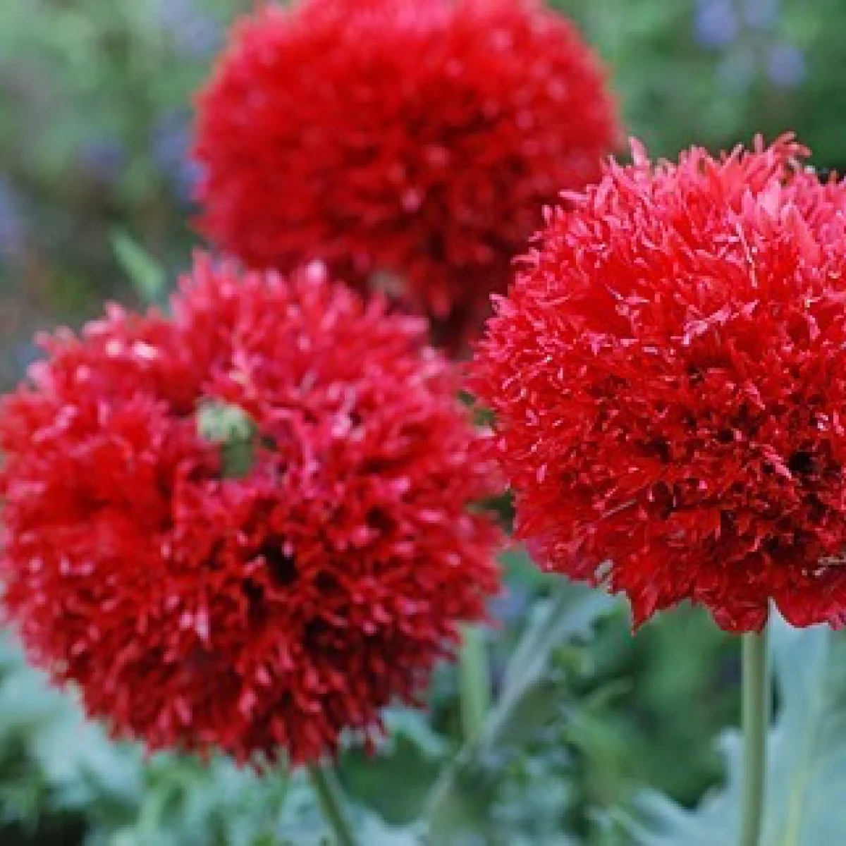 Мак ‘Crimson Feathers’ (Papaver somniferum)