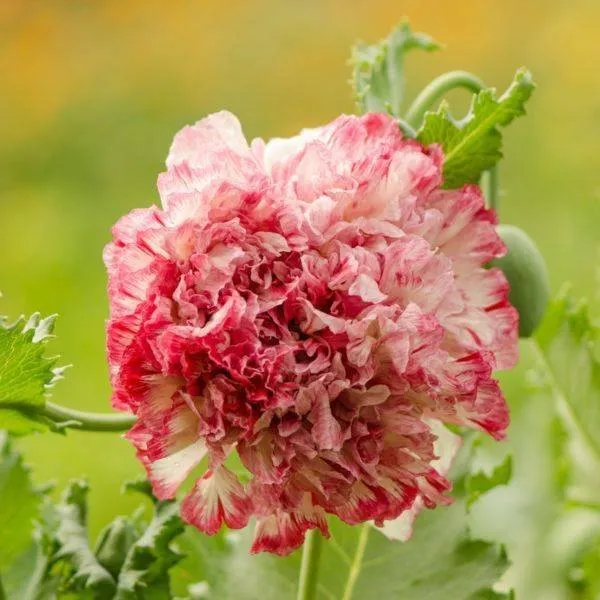 Мак ‘Flemish Antique Peony’ (Papaver paeoniflorum)