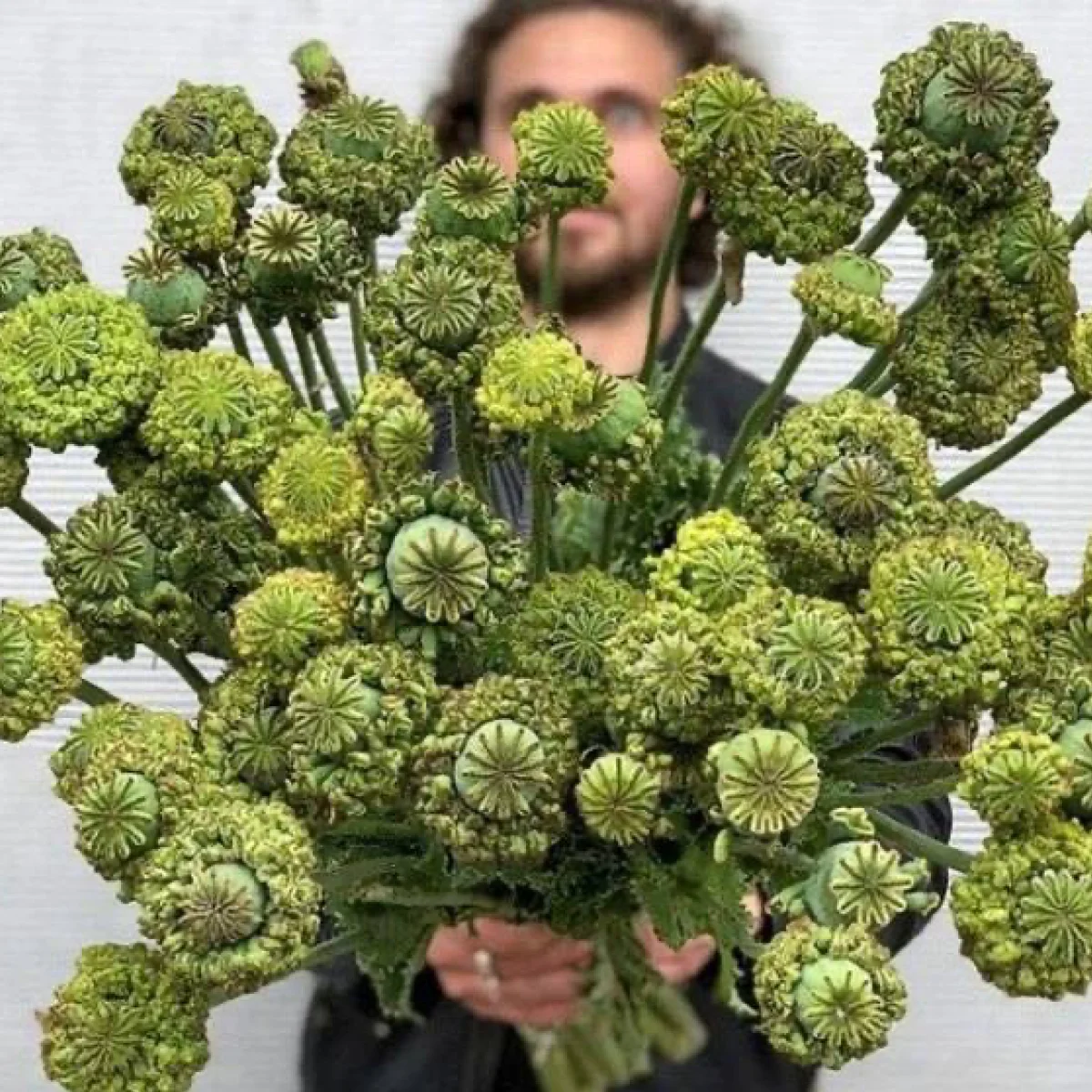 Мак ‘Hen and Chickens’ (Papaver somniferum)