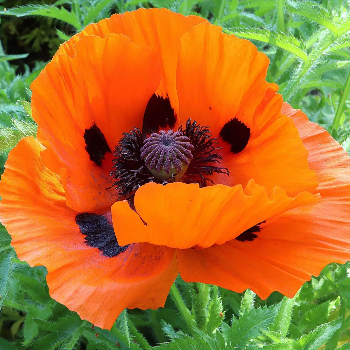 Мак ‘Prince of Orange’ (Papaver orientale-hybr.)