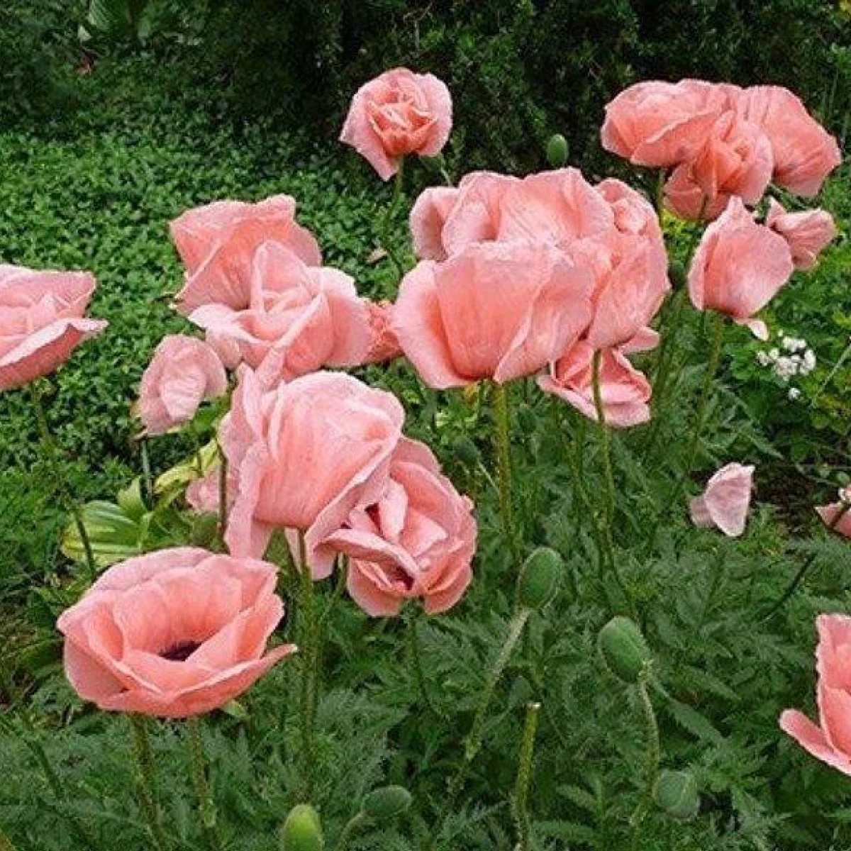 Мак ‘Prinzessin Victoria Louise’ (Papaver orientale-hybr.)
