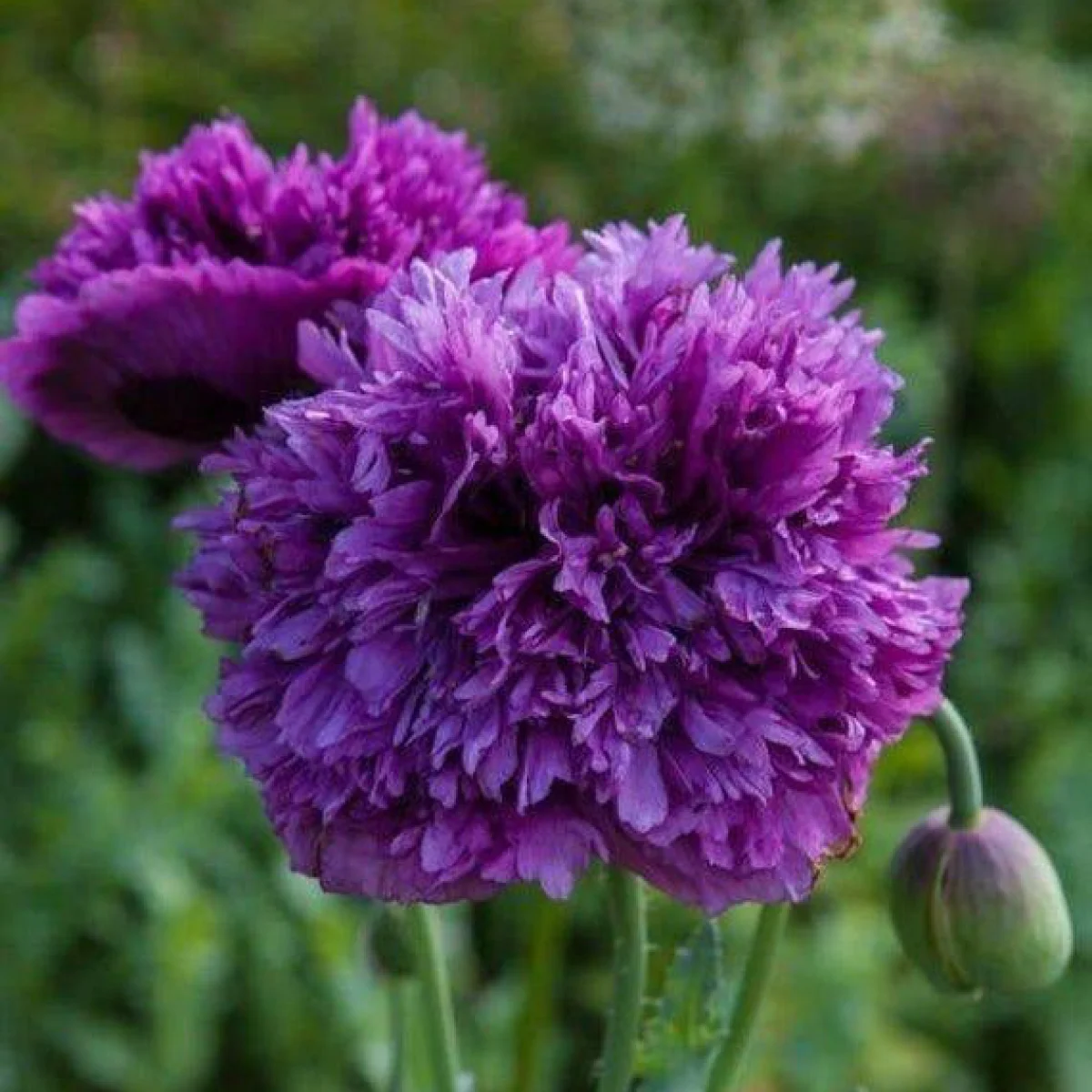 Мак ‘Purple Peony’ (Papaver somniferum)