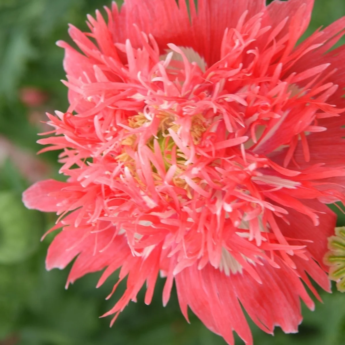 Мак ‘Rose Feathers’ (Papaver somniferum)